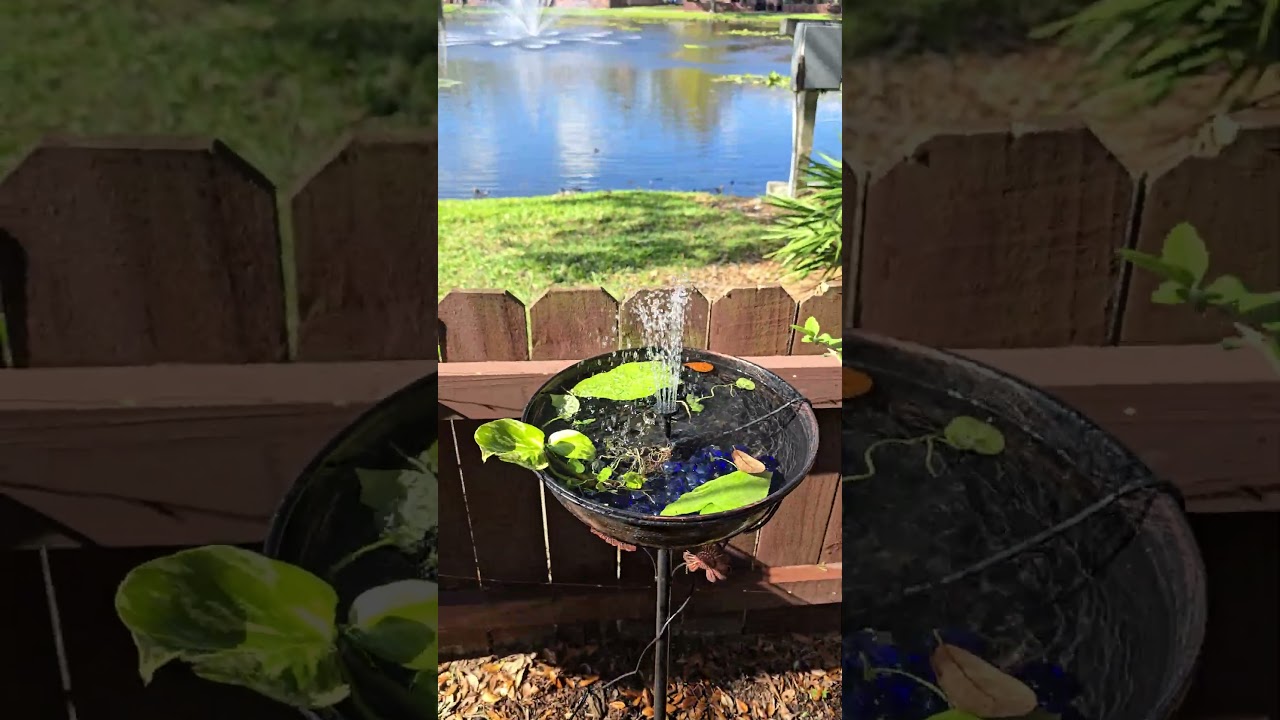 Added a bird bath to my patio, and now it&rsquo;s a  refreshed and relaxed with every splash! #birdbath