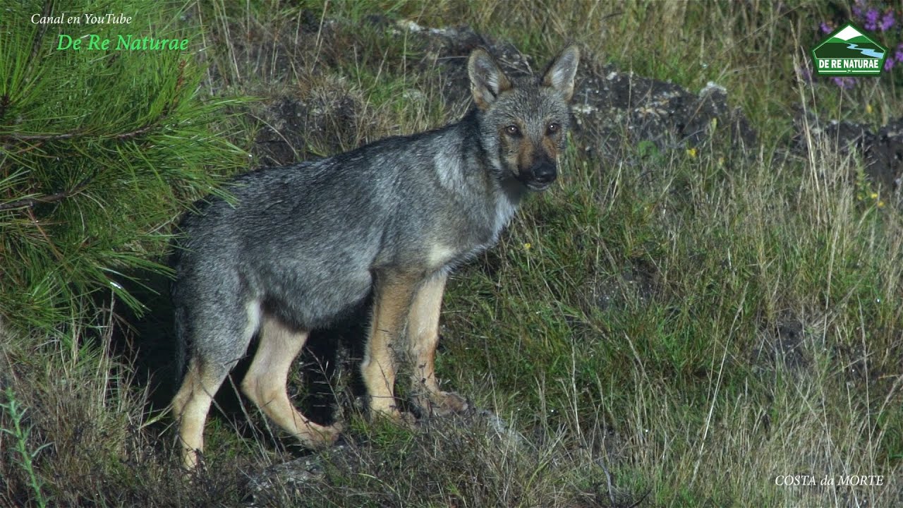 COSTA DA MORTE, O LOBO: O lobo no verán