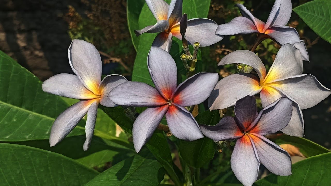 কাঠচাঁপা গাছের ডাল থেকে গাছ তৈরি করার আদর্শ সময় plumeria plant from cutting.plumeria plant care.