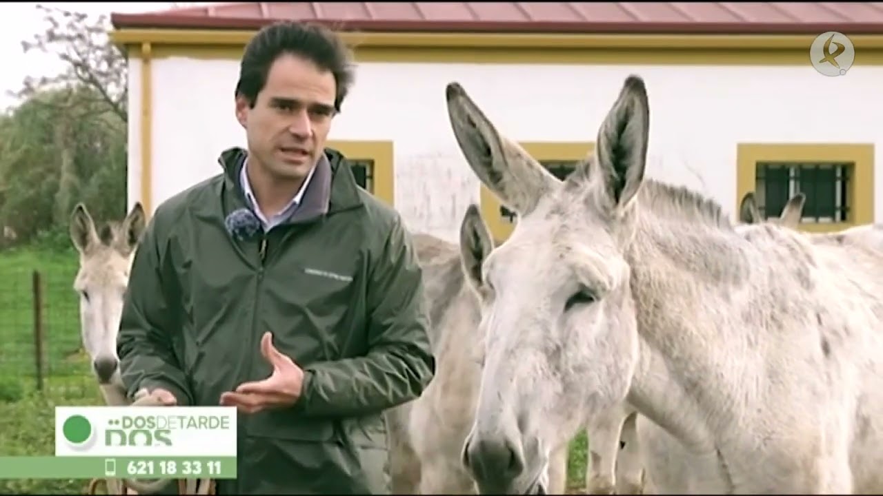 Objetivo: salvar al burro extremeño | Dos de Tarde