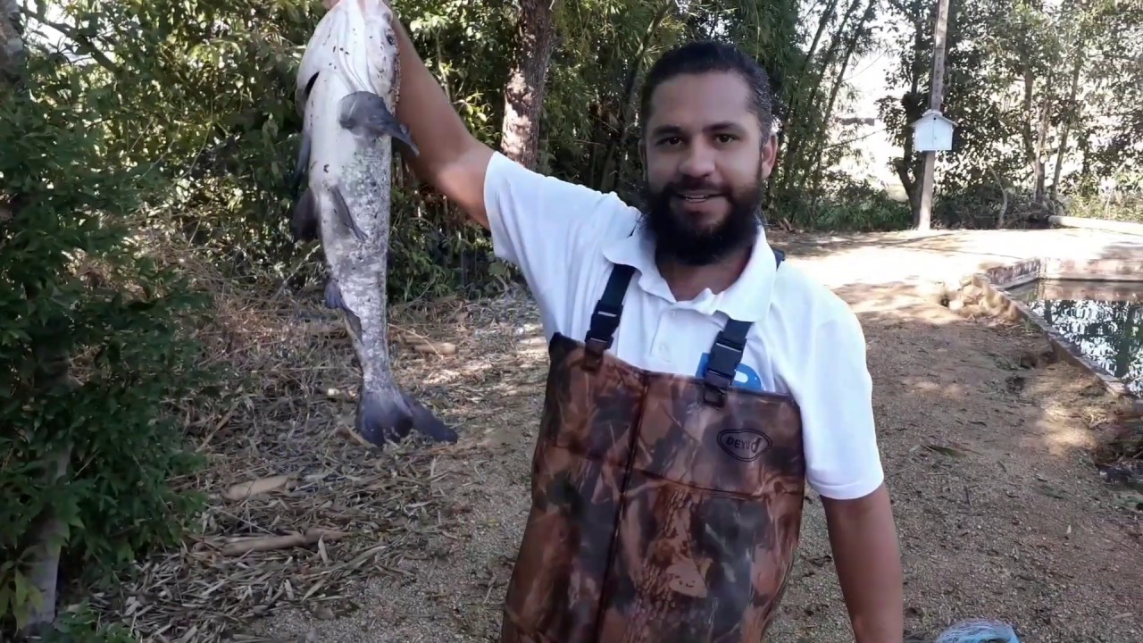 Tarrafa de Argola ou Tarrafa de rufo? Veja a diferença na prática. EP.11