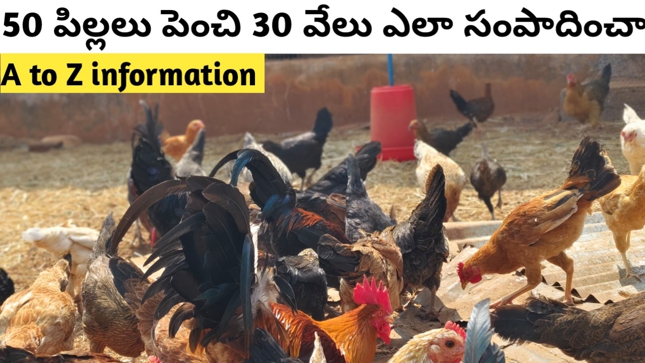 50 నాటు కోడి పిల్లలు పెంచి 30000రూ ఎలా సంపాదించవచ్చు | natu kollu farming telugu