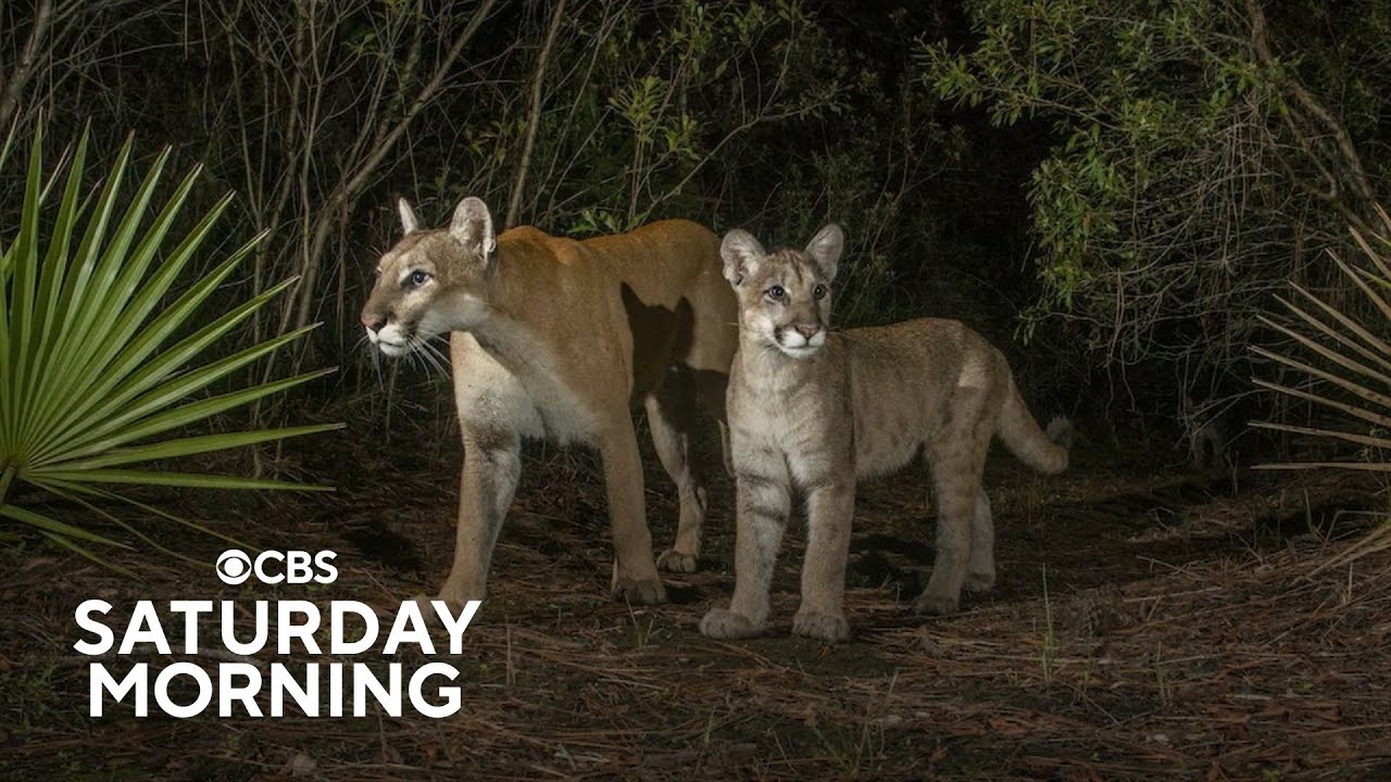 Florida panther on the brink of extinction makes a comeback