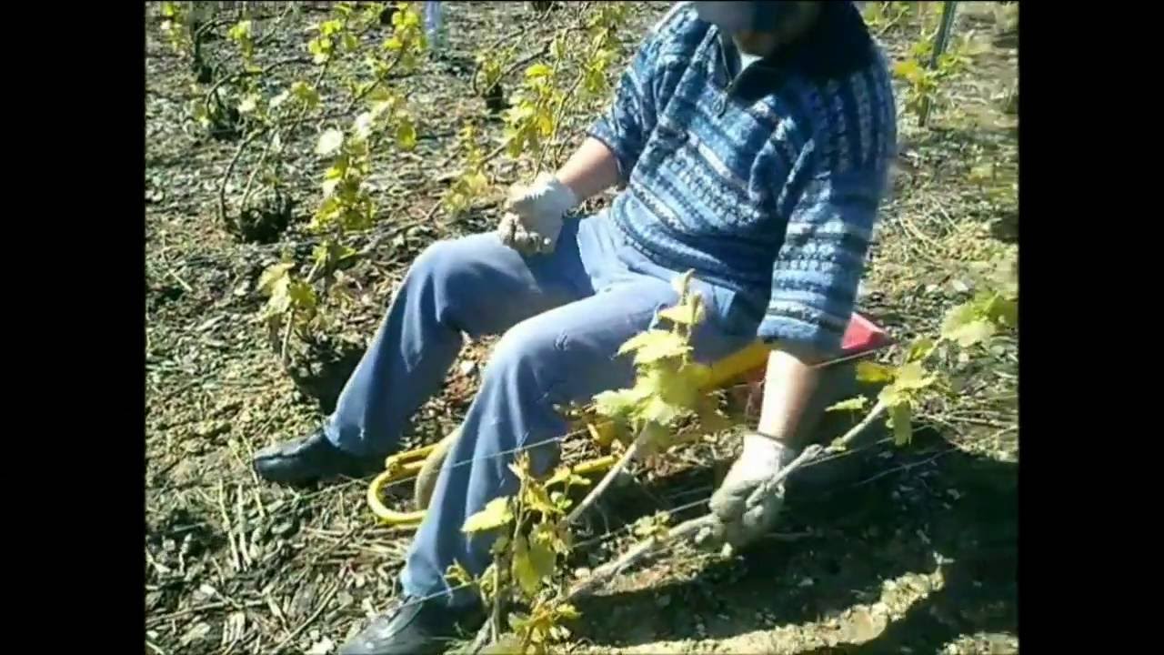 une année de travail dans les vignes champenoise 