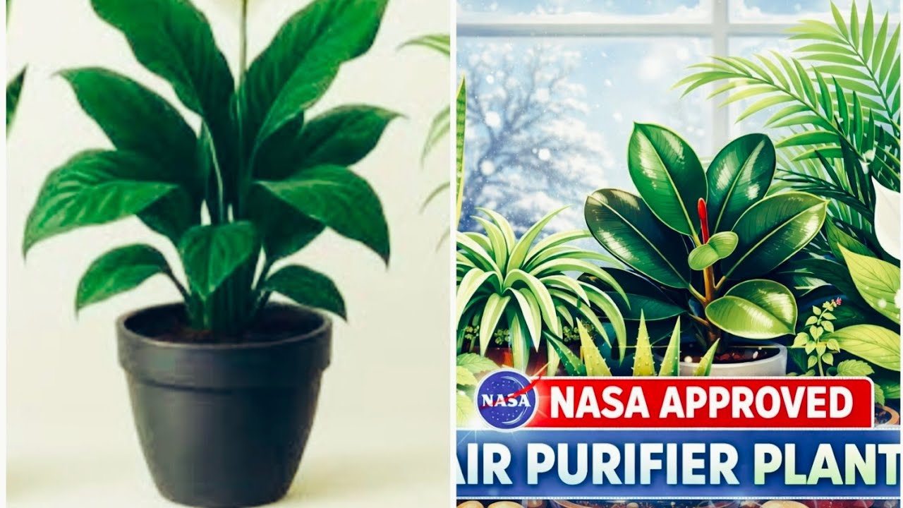 Which Plants Winter Top Air Purifier ? Let's see#care#video#viral#youtube 