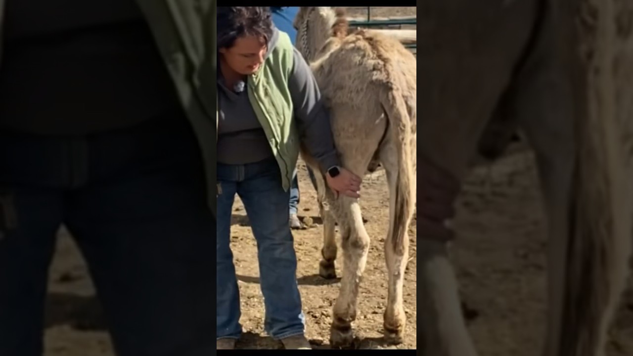 Teaching a wild donkey to pick up feet. TRUST THE PROCESS