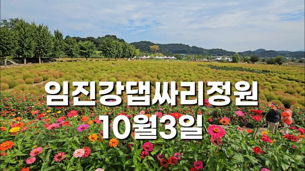 연천 임진강댑싸리정원 오늘 10월3일 현재 상태입니다. 추석 이후가 절정일듯 하네요