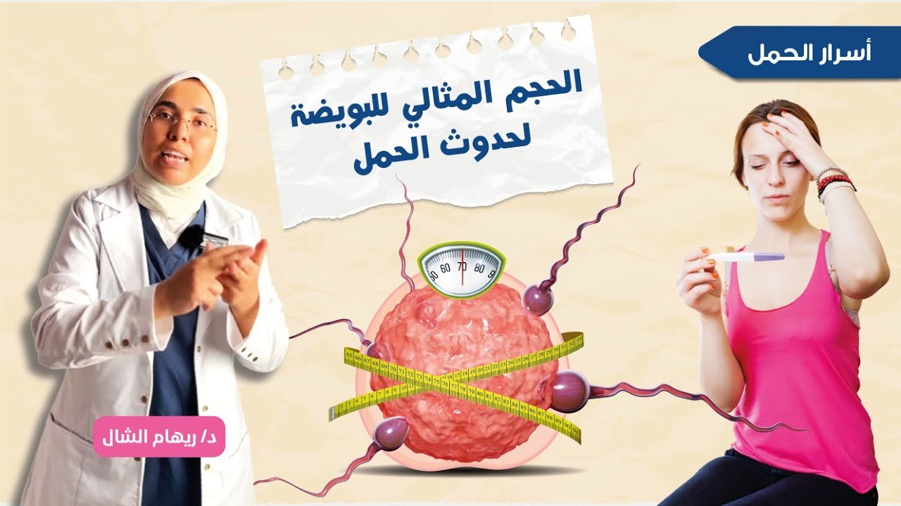 كم يكون حجم البويضة ليحدث الحمل ( قياس البويضة ) |د. ريهام الشال