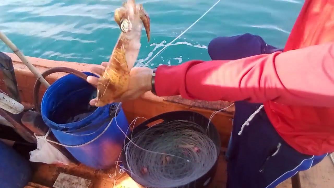 ใช้โยกุ้งปลอม100ตัว ได้หมึกเกินคาด
