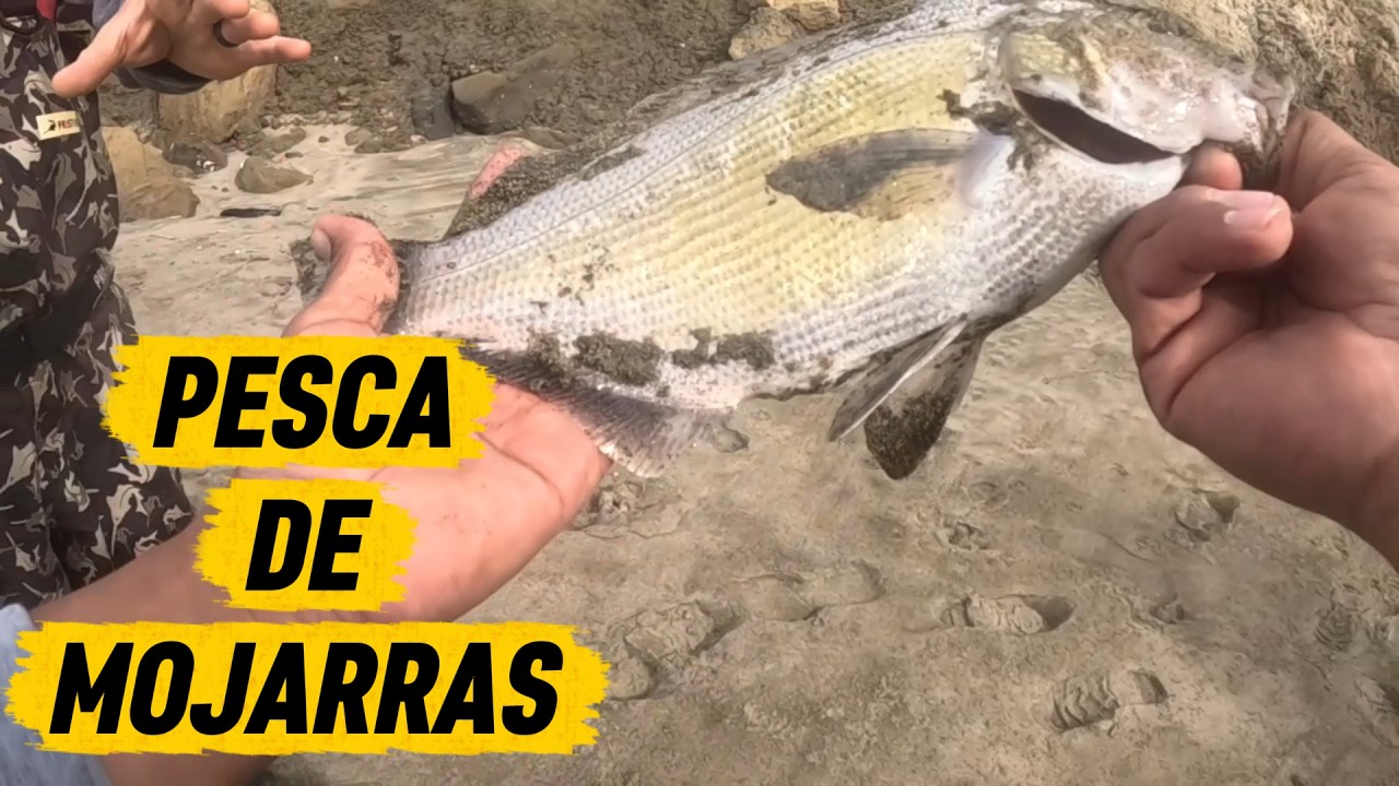 PESCA DE MOJARRA EN DALY CITY CA #stripedbassfishing #fishing #perch