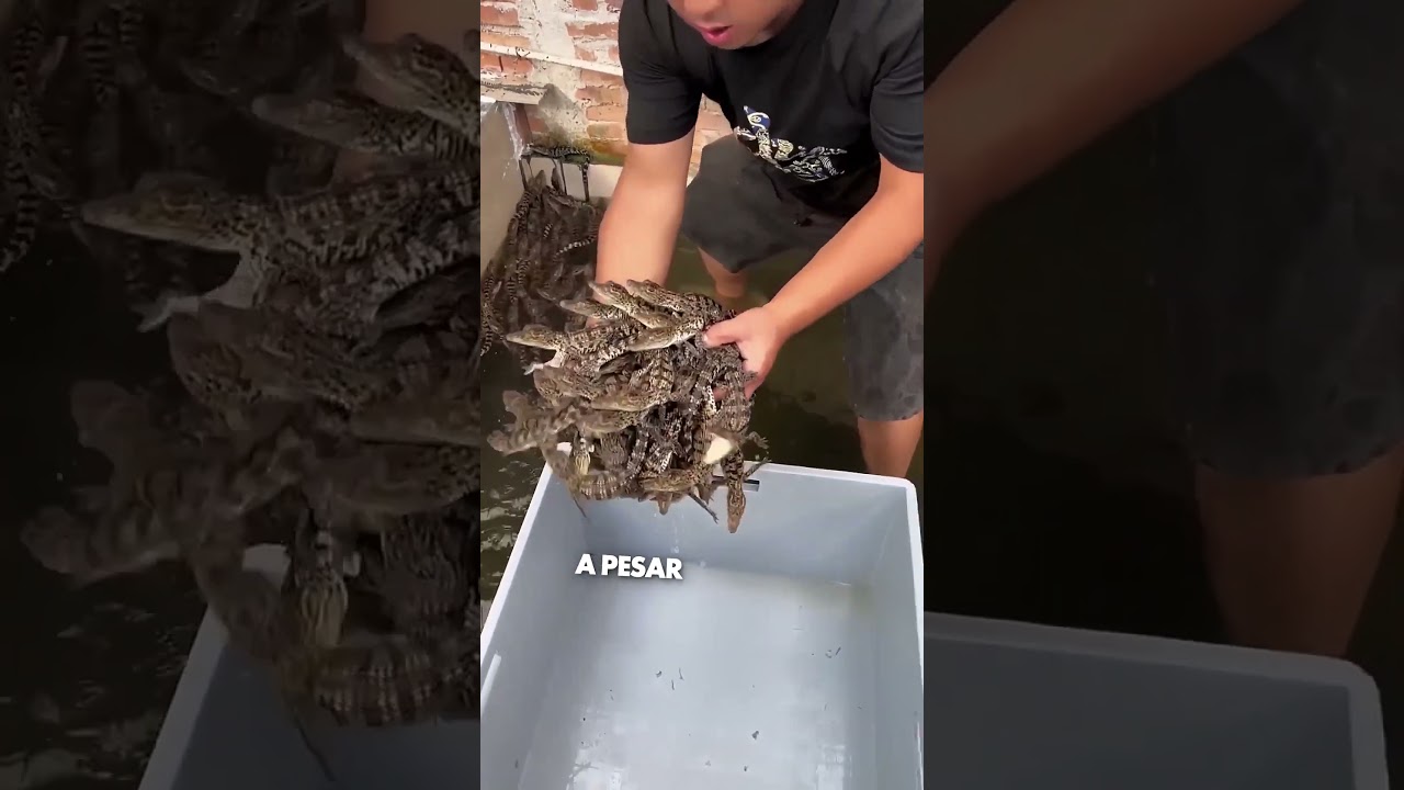 Encontr&oacute; Cocodrilos Beb&eacute; en su Casa ❤️