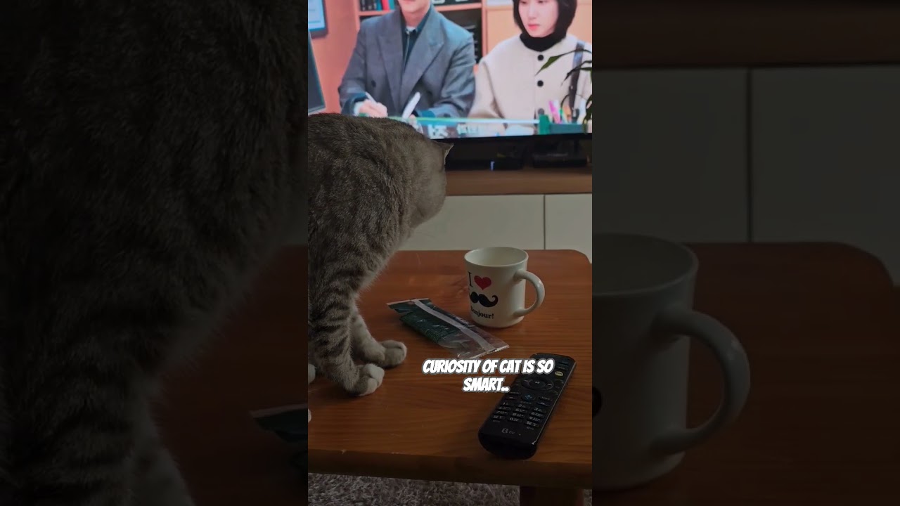 cat curiosity ...                    #shorts #catcuriosity #catlover #funnyvideo
