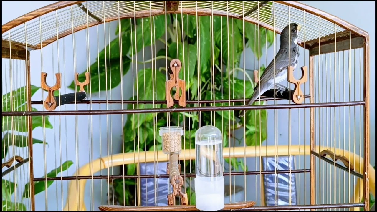 Canto de Coleiro Tui Tui – Encarte com Fibra #coleiro #tuitui