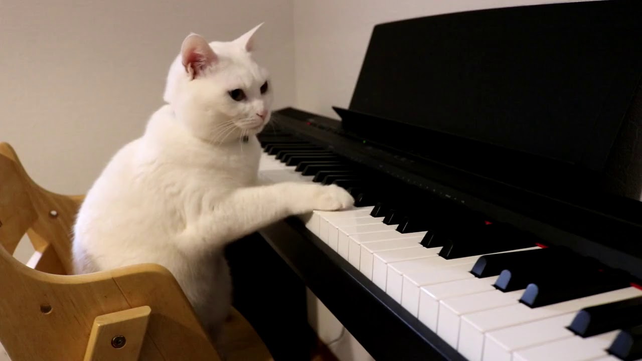 猫のピアノ演奏