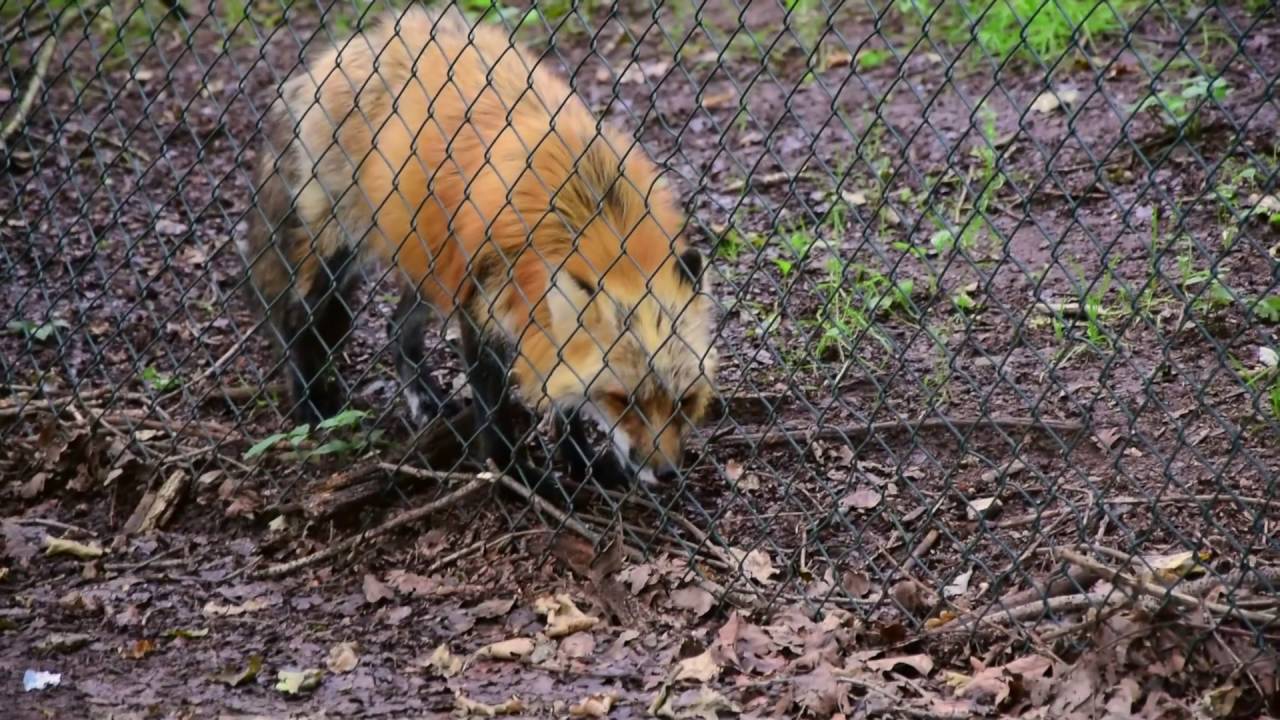 Wildlife Park Tripsdrill: Impressions