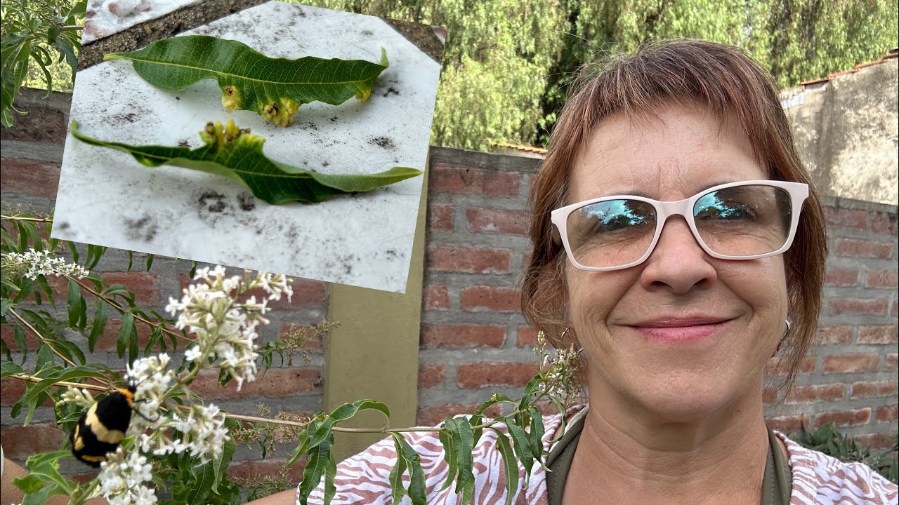 Qué plaga causa la agalla en el cedron? Qué hago?