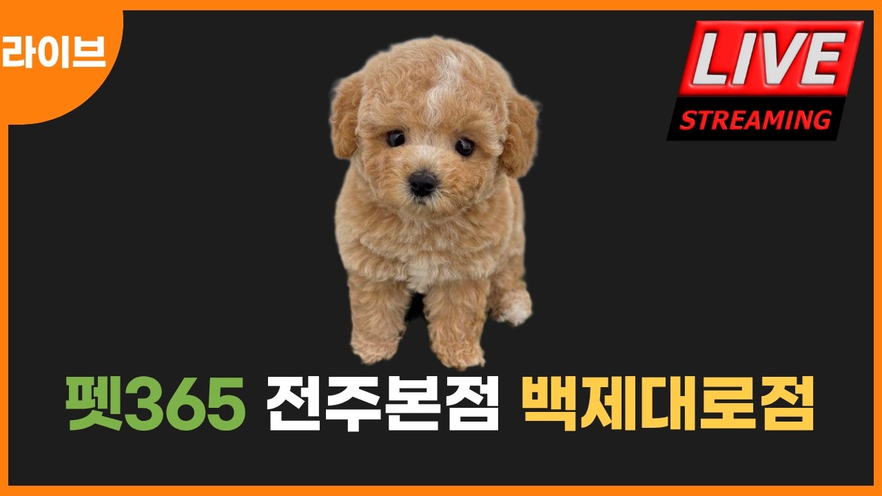 펫365 전주본점 26.3.8 강아지분양 고양이분양