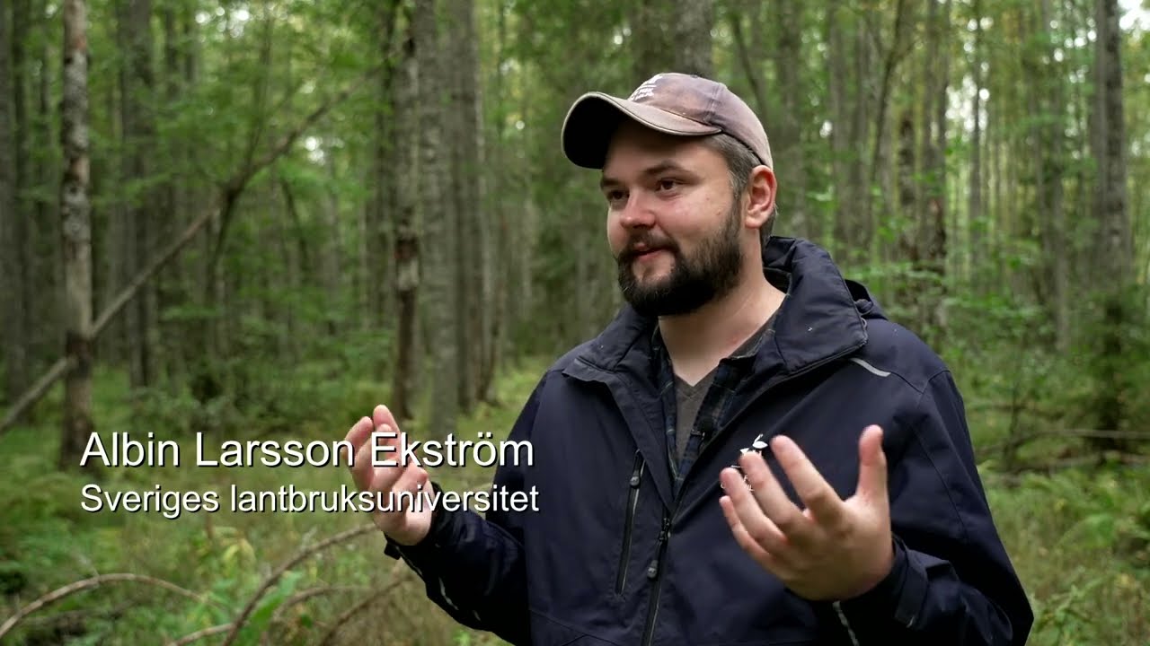 Gammal i förtid - om nyttan med naturvårdande skötsel
