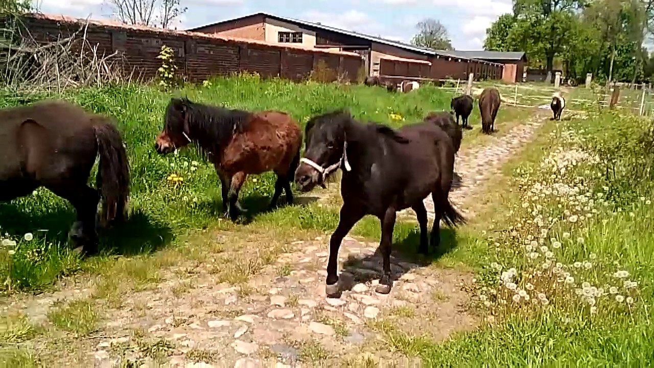 kucyki na trawie