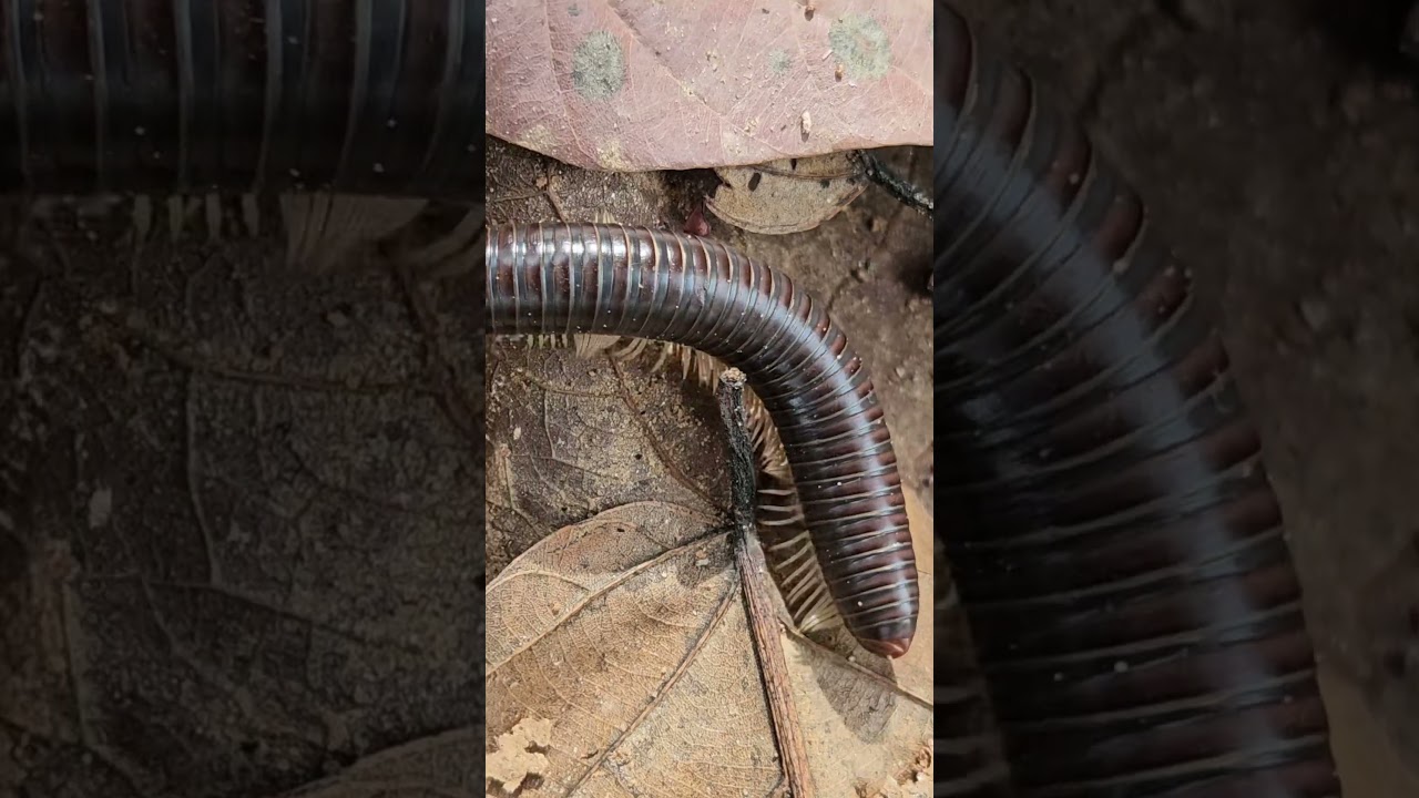 Giant Millipede in Indian Forest #millipede #giant #india #4k