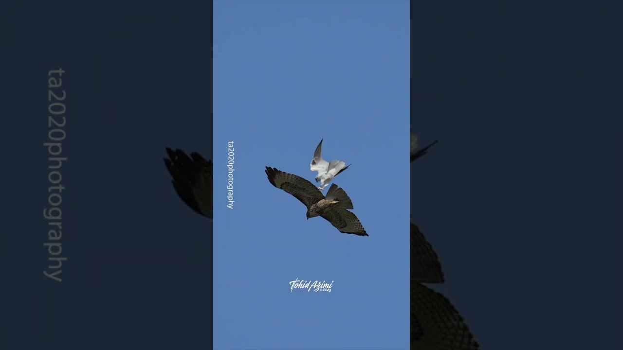 White-tailed Kite attacking Red-tailed Hawk #birdsofyoutube #wildlife #birdlovers #birds #inflight