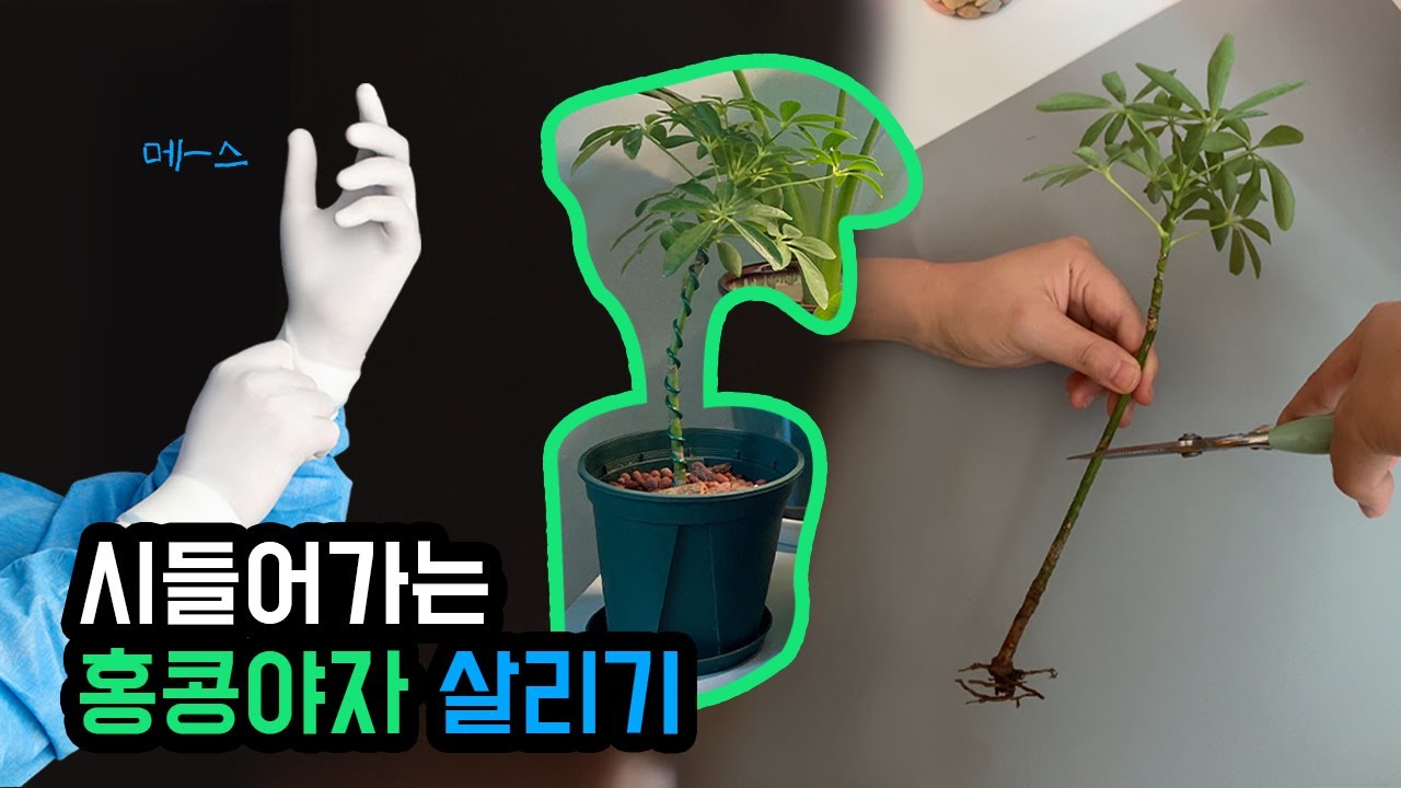 홍콩야자 뿌리까지 아플땐, 이렇게 살립니다