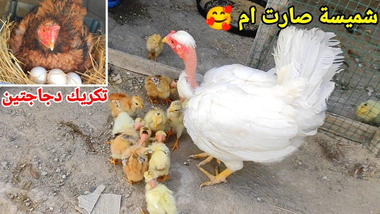 شميسة صار عدهة زعاطيط 😂 حطيت ٣٣ كتكوت جوة دجاجة وحدة + كركت عگروگة