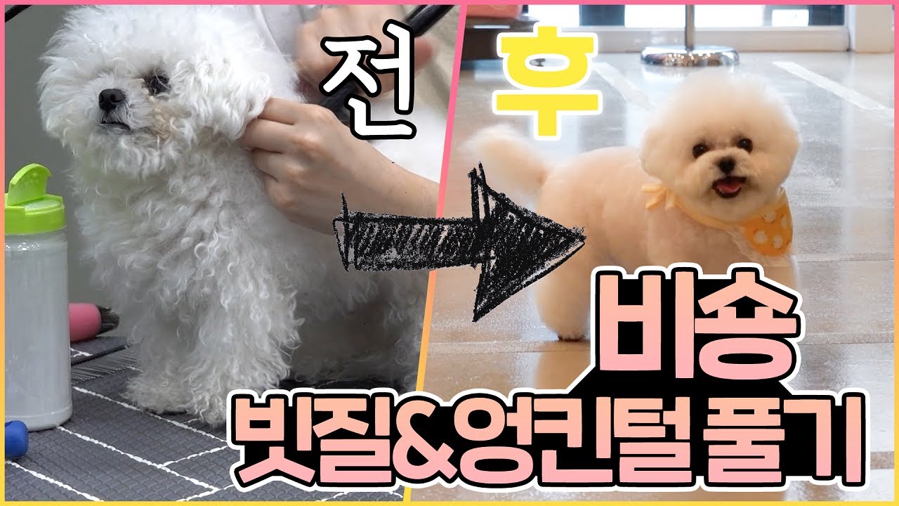 강아지 꽝꽝 엉킨털 빗질하는 법, 브러싱 제대로 하기!