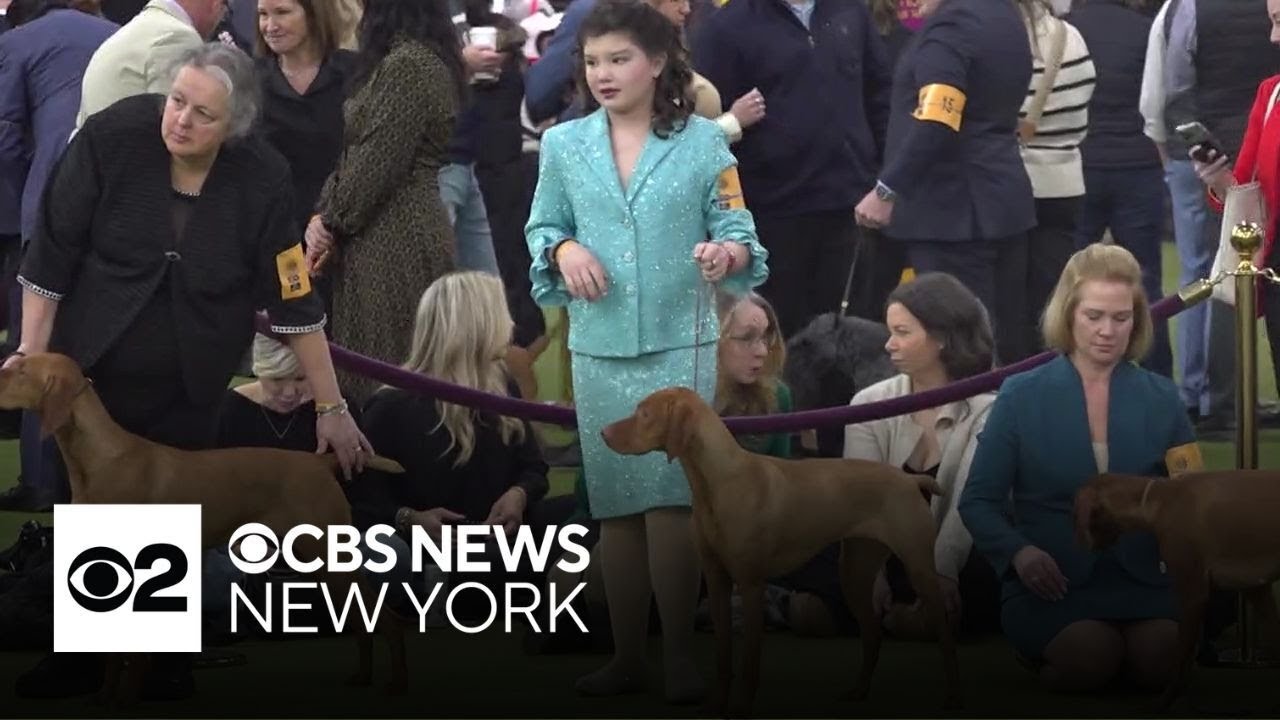 Westminster Dog Show ring is more than just a competition for one young handler