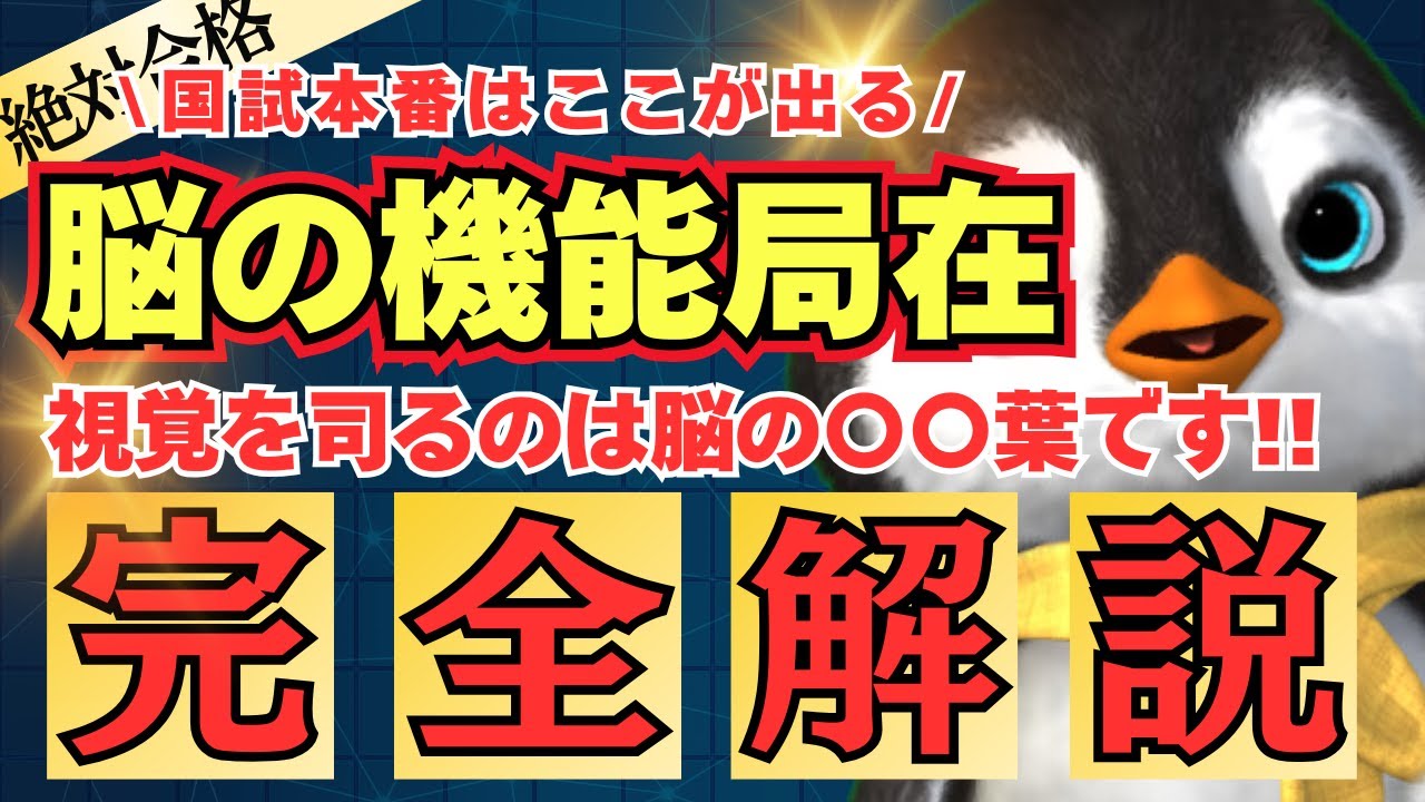 【必須】大脳の機能で「試験に出るポイント」だけを徹底解説します！【第37回介護福祉士国家試験対策】