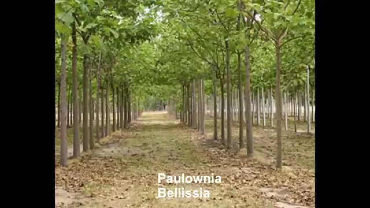 Paulownia Bellissia film