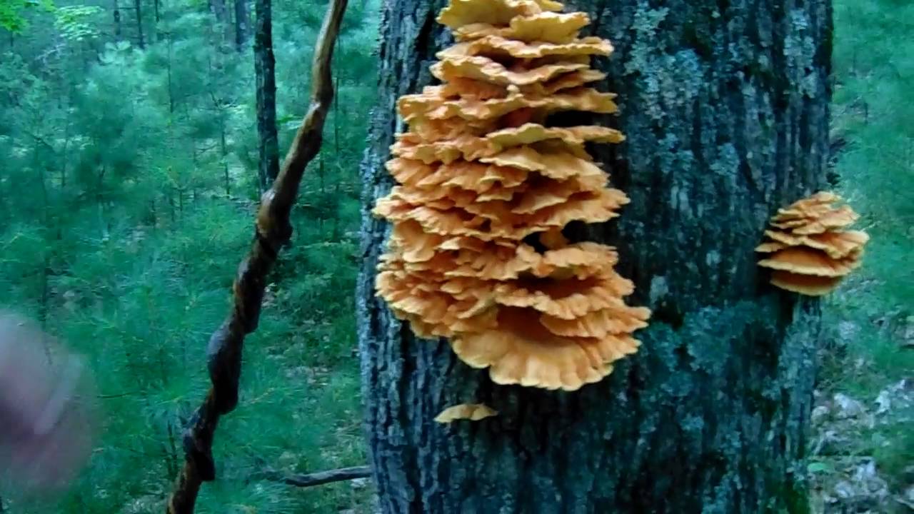 Harvesting Chicken of the Woods Mushroom & More.