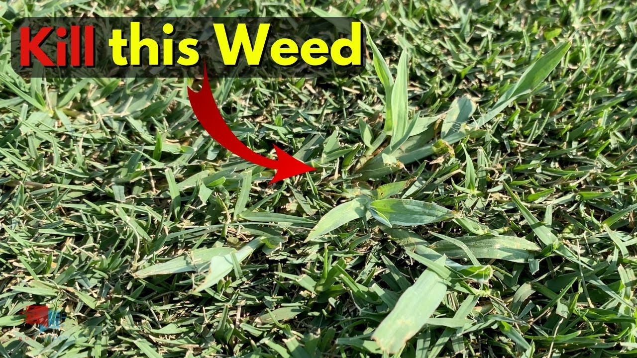 How to Get Rid of Crabgrass  - Lawn Care ABCs