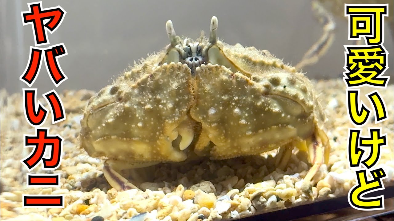 超カワイイ！でも巻貝を砕く！ハサミに缶切りをもつカニ「カラッパ」に挟まれてみよう