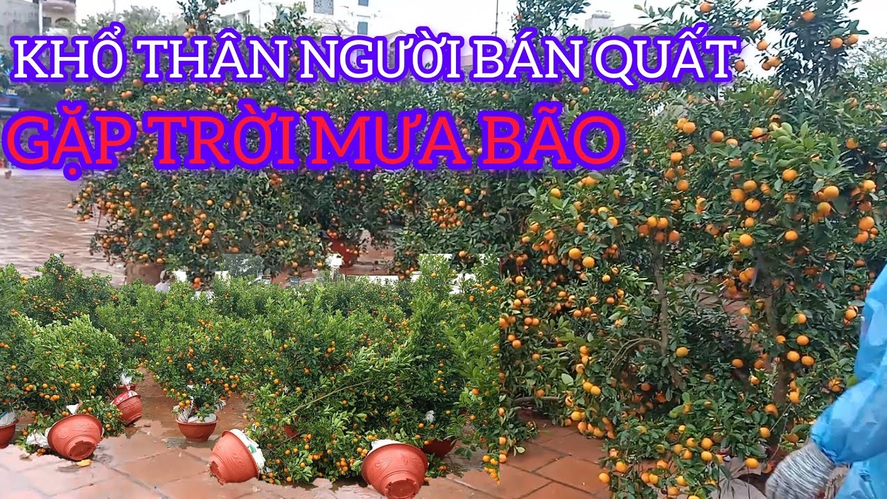 KHỔ HƠN CHỊ DẬU QUẤT TẾT 2026 MƯA BÃO KHÔNG 1 BÓNG NGƯỜI MUA 