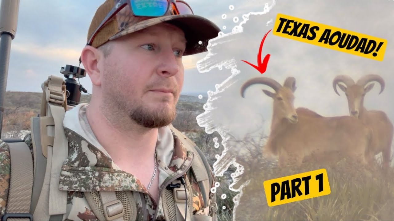 Texas Aoudad HUNTING! | So Many Aoudad! - PART 1