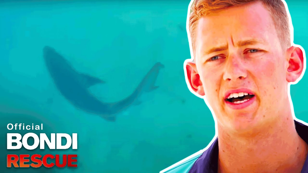 Bull Shark Spotted At Bondi Beach