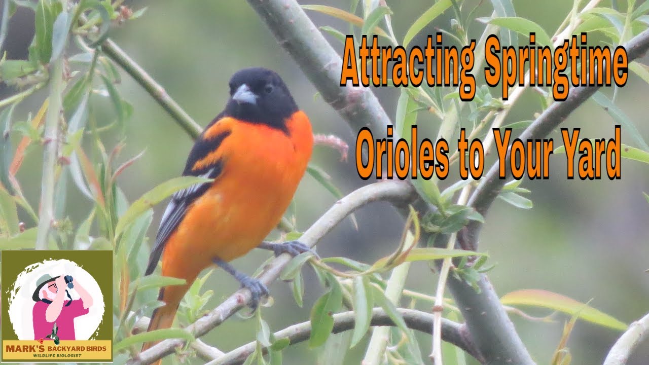 Attracting Springtime Baltimore Orioles to Your Yard