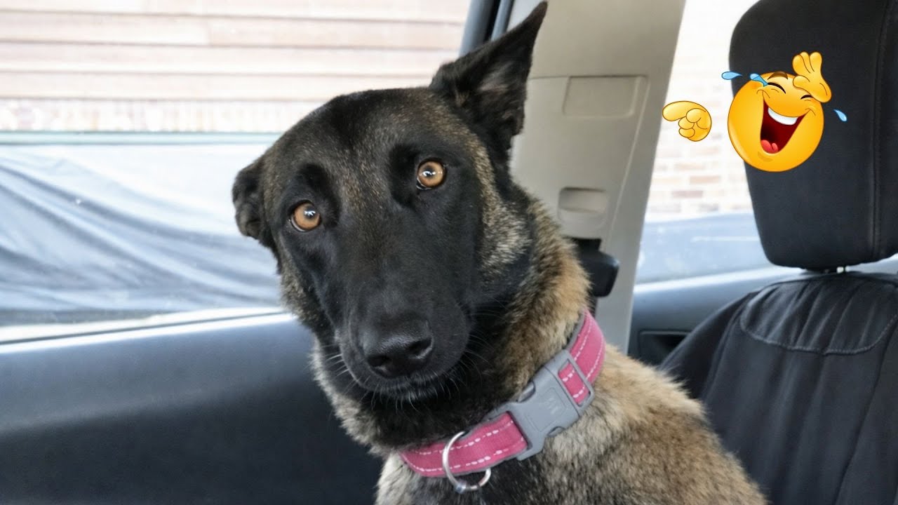 Hilarious Dogs That Will Make You Laugh Instantly 😂🐶 Funny Dog Video 2026