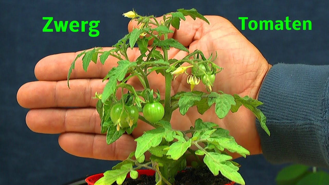Tomaten für den Balkon Zwergtomaten und anderes aus dem Garten