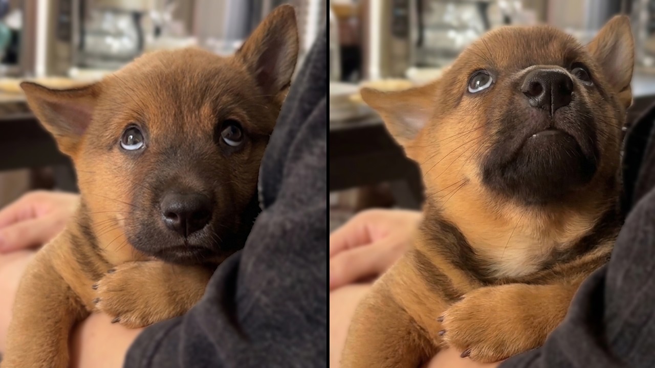 Dog Realizes He&rsquo;s Found His Forever Home