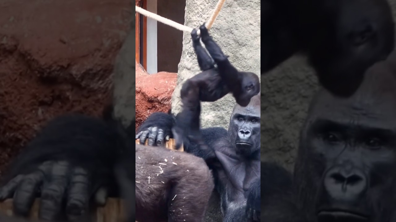 Baby Gorilla Goes FULL Chaos Mode! 🦍😂 Dad  Is Speechless