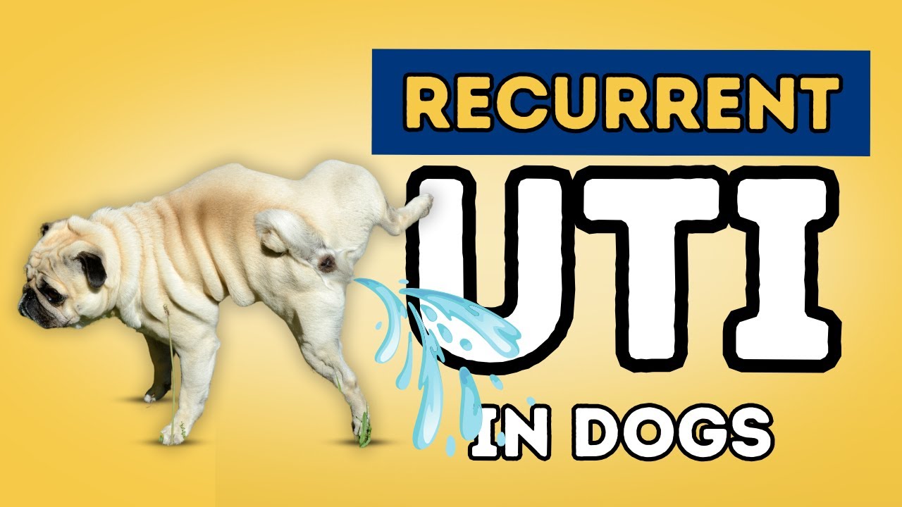 Dog Recurrent Urinary Tract Infections: 5 Effective Holistic Answers