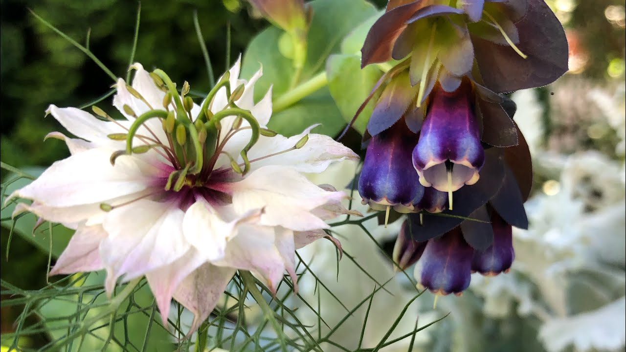 Cerinthe and Nigella