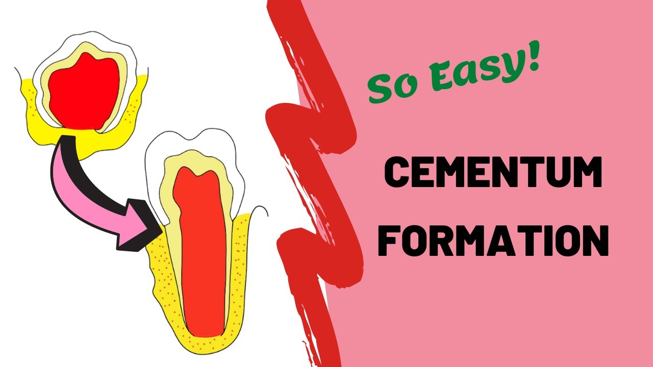 Cementogenesis | Dental Lectures