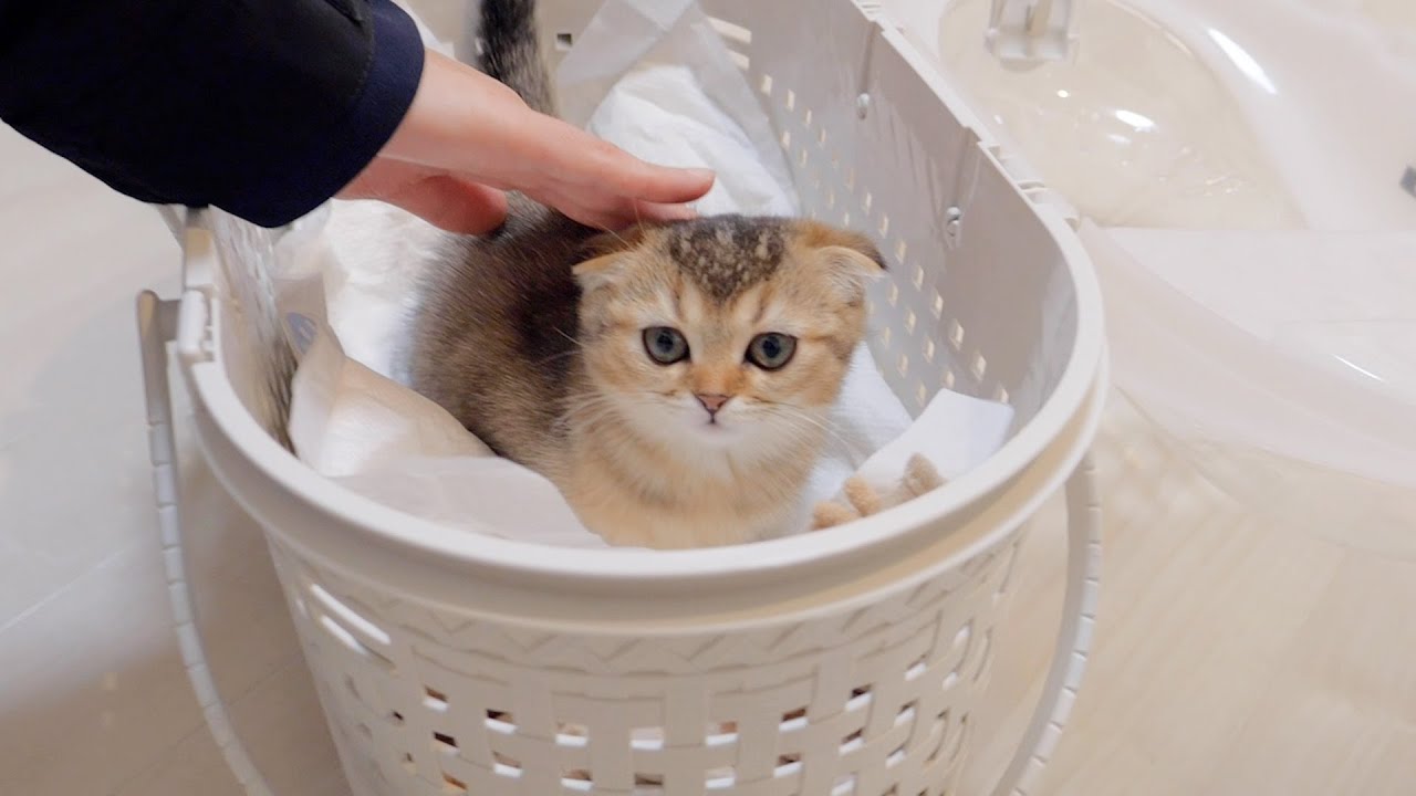 Котенок Лара отправляется к своей новой семье.