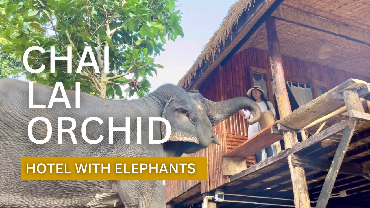 Chai Lai Orchid Chiang Mai | Hotel with Elephants | Ethical Elephant Experience  