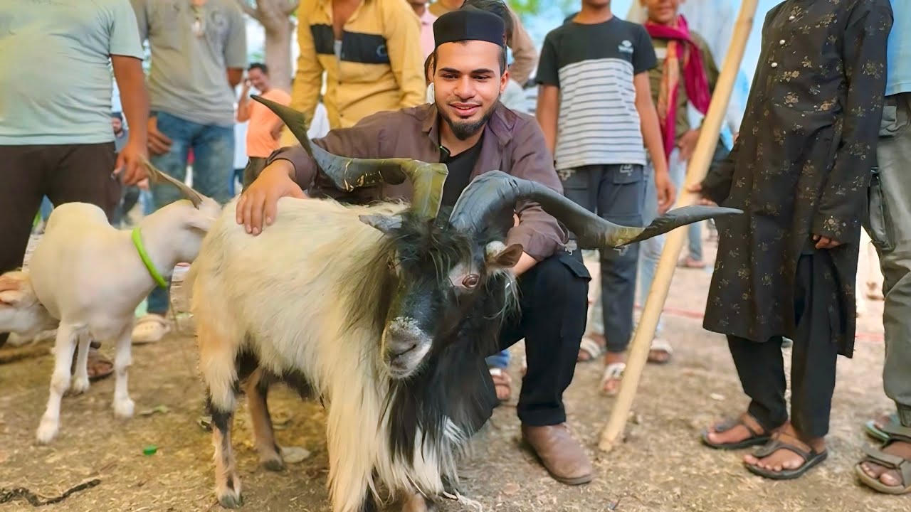 Firse Ja Pohche Bhopal Bakra Mandi 😍 Bakra Eid Special Vlog 2025 - AL Aamir Khan