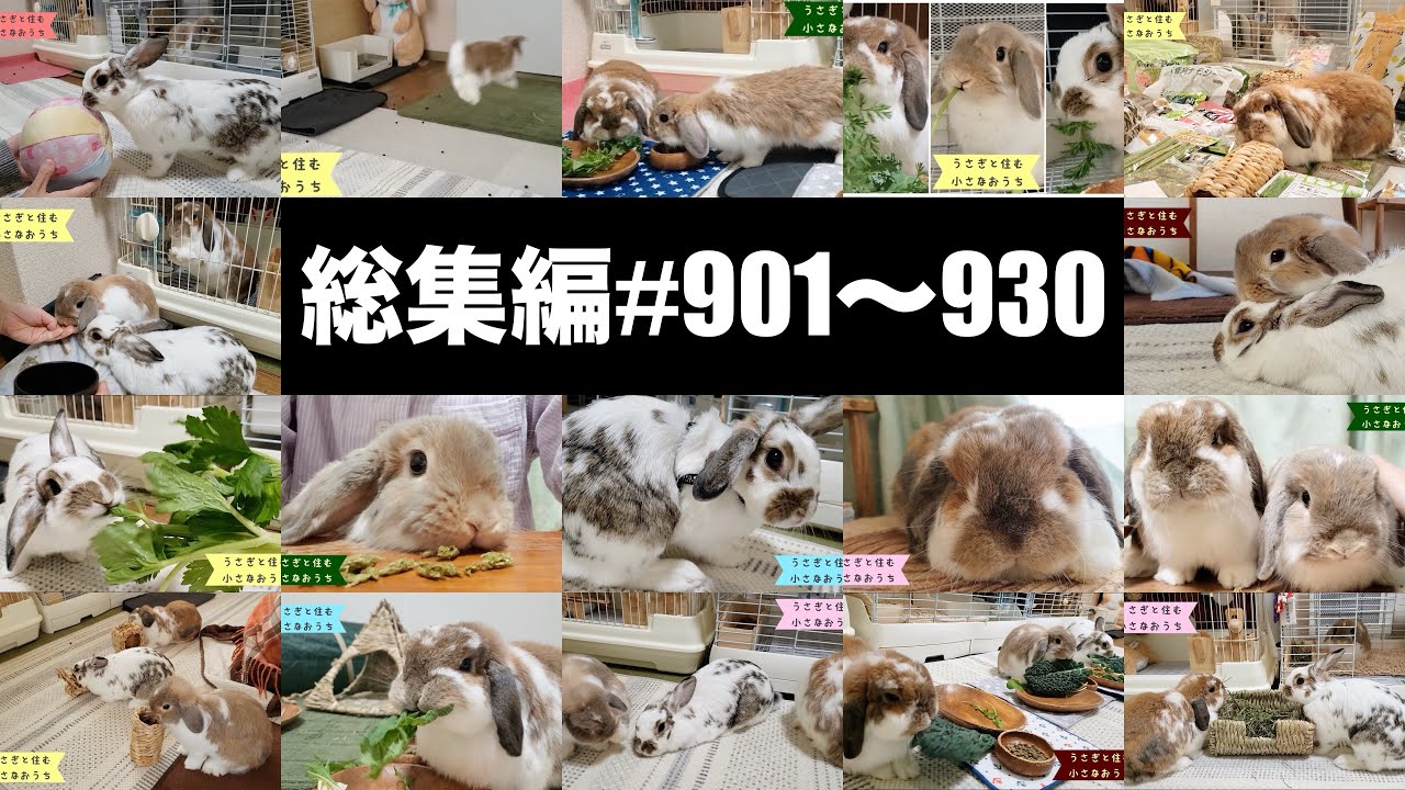 【総集編33】901~930うさぎの絆を作ろう！