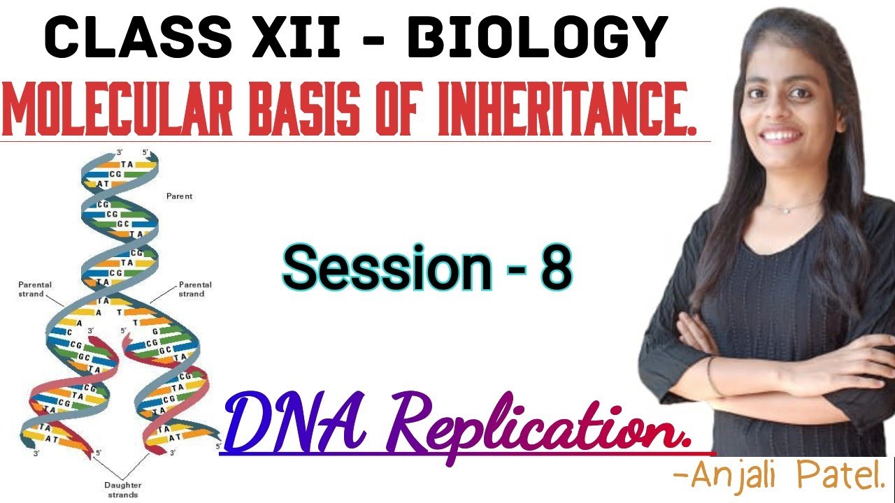 Class XII Biology - Molecular basis of inheritance - DNA Replication.